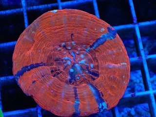 No.20 オーストラリア産 スコリミア Warpaintを買うならアクアスタイル