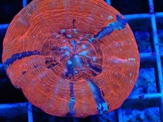 画像2: No.8 オーストラリア産 スコリミア Warpaint (2)