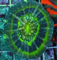 画像1: No.9 オーストラリア産 スコリミア UFO (1)