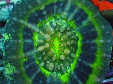 画像2: No.9 オーストラリア産 スコリミア UFO (2)