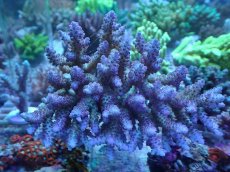 画像1: No.61 オーストラリア産 浅場ミドリイシ (1)