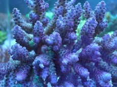 画像2: No.61 オーストラリア産 浅場ミドリイシ (2)