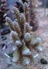 画像1: No.62 オーストラリア産 ウスエダミドリイシ ブルーポリプ　　【珍しい、レアな個体♪】 (1)