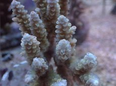 画像2: No.62 オーストラリア産 ウスエダミドリイシ ブルーポリプ　　【珍しい、レアな個体♪】 (2)