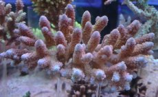 画像1: No.63 オーストラリア産 コユビミドリイシ　　【人気No.1】 (1)