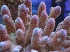 画像2: No.63 オーストラリア産 コユビミドリイシ　　【人気No.1】 (2)