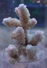 画像1: No.64 オーストラリア産 ウスエダミドリイシ ブルーポリプ　　【珍しい、レアな個体♪】 (1)