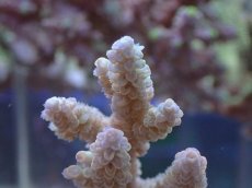 画像2: No.64 オーストラリア産 ウスエダミドリイシ ブルーポリプ　　【珍しい、レアな個体♪】 (2)