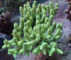 画像1: No.66 オーストラリア産 ハイマツミドリイシ（スパマツ）　　【迫力ある大きめサイズ！】 (1)