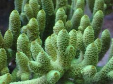 画像2: No.66 オーストラリア産 ハイマツミドリイシ（スパマツ）　　【迫力ある大きめサイズ！】 (2)