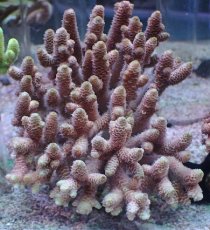 画像1: No.67 オーストラリア産 ハイマツミドリイシ（スパマツ）　　【迫力ある大きめサイズ！】 (1)