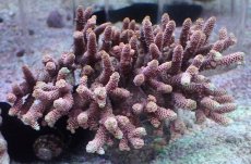 画像1: No.68 オーストラリア産 ハイマツミドリイシ (1)