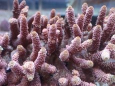 画像2: No.68 オーストラリア産 ハイマツミドリイシ (2)