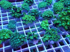 画像1: No.1 ハナガササンゴ グリーン 1個　　【毎度大人気のミニサイズ！】 (1)