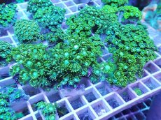 画像2: No.1 ハナガササンゴ グリーン 1個　　【毎度大人気のミニサイズ！】 (2)