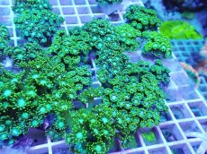 画像1: No.2 ハナガササンゴ グリーン 1個　　【毎度大人気のミニサイズ！】 (1)