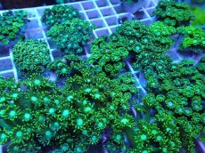 画像2: No.2 ハナガササンゴ グリーン 1個　　【毎度大人気のミニサイズ！】 (2)