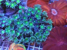 画像1: No.1 ツツウミヅタ グリーンコア (1)