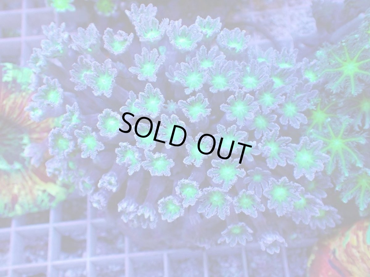 画像1: No.2 ツツウミヅタ グリーンコア (1)