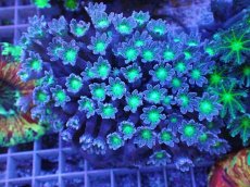 画像1: No.2 ツツウミヅタ グリーンコア (1)