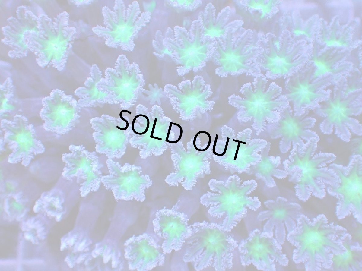 画像2: No.2 ツツウミヅタ グリーンコア (2)