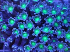 画像2: No.2 ツツウミヅタ グリーンコア (2)