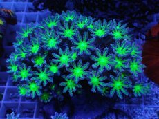 画像1: No.3 ツツウミヅタ グリーンコア (1)