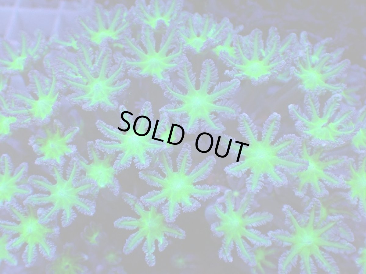 画像2: No.3 ツツウミヅタ グリーンコア (2)