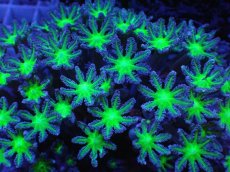 画像2: No.3 ツツウミヅタ グリーンコア (2)