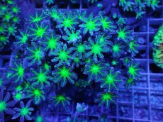 画像1: No.5 ツツウミヅタ グリーンコア (1)