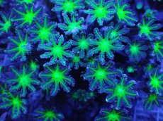 画像2: No.5 ツツウミヅタ グリーンコア (2)