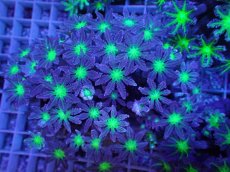 画像1: No.6 ツツウミヅタ グリーンコア (1)