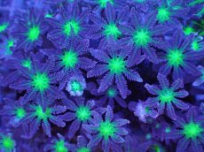 画像2: No.6 ツツウミヅタ グリーンコア (2)