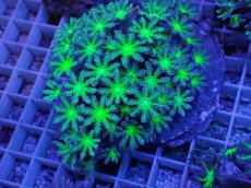 画像1: No.7 ツツウミヅタ グリーンコア (1)