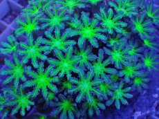 画像2: No.7 ツツウミヅタ グリーンコア (2)