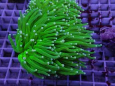 画像1: No.1 フラワーコーラル グリーン (1)