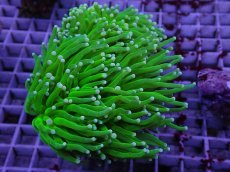 画像2: No.1 フラワーコーラル グリーン (2)