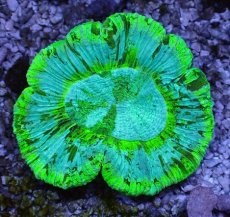 画像1: No.1 オーストラリア産 オオバナサンゴ ブルーグリーン (1)