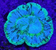 画像2: No.1 オーストラリア産 オオバナサンゴ ブルーグリーン (2)