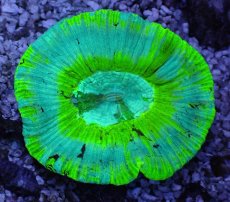 画像1: No.2 オーストラリア産 オオバナサンゴ ブルーグリーン (1)