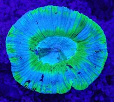 画像2: No.2 オーストラリア産 オオバナサンゴ ブルーグリーン (2)