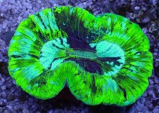 画像1: No.3 オーストラリア産 オオバナサンゴ ブルーグリーン (1)