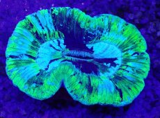 画像2: No.3 オーストラリア産 オオバナサンゴ ブルーグリーン (2)