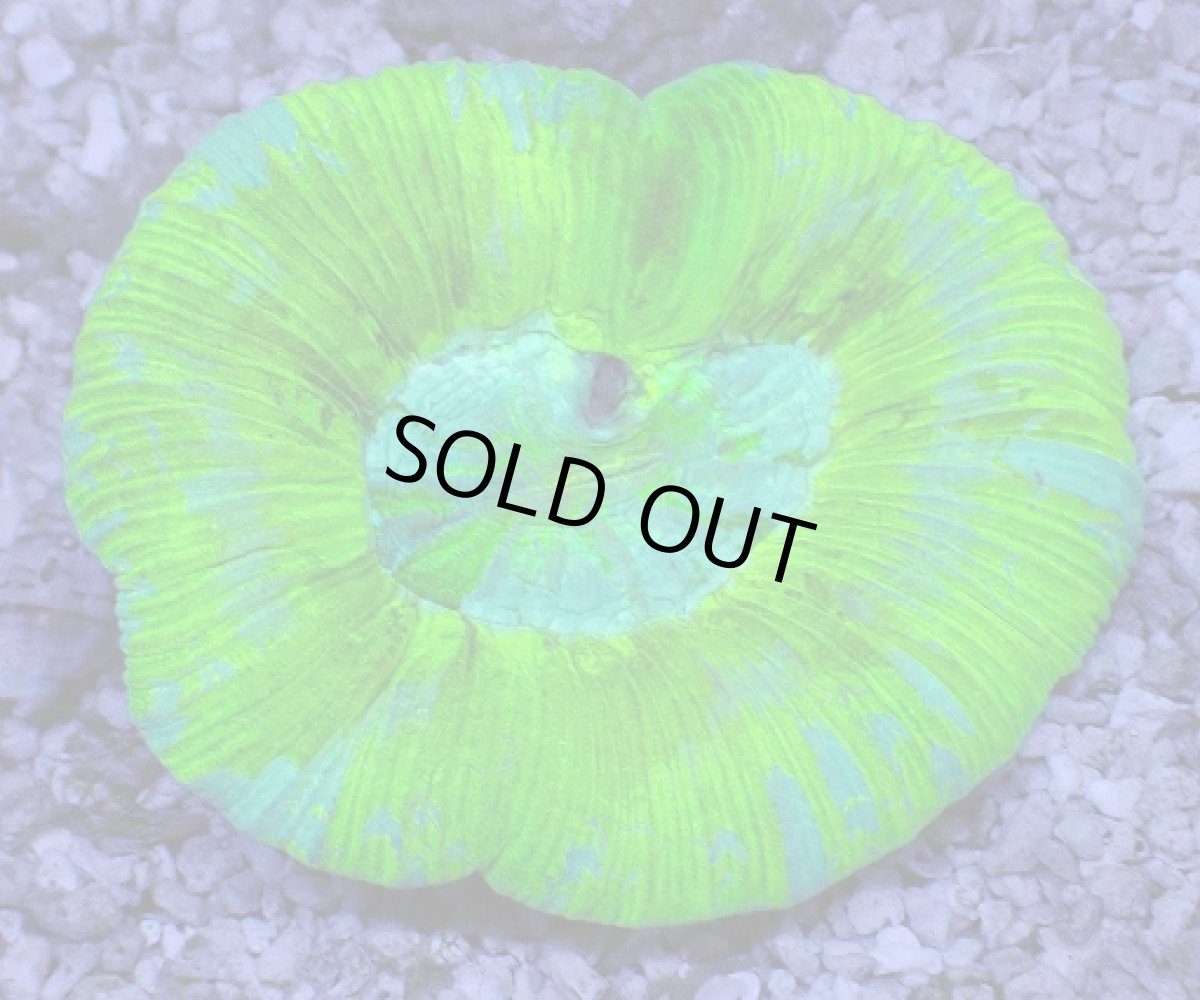 画像1: No.4 オーストラリア産 オオバナサンゴ ブルーグリーン (1)