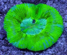 画像1: No.4 オーストラリア産 オオバナサンゴ ブルーグリーン (1)