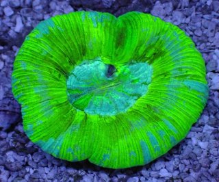 オオバナ を買うならアクアスタイルユー｜大阪からサンゴを全国に販売