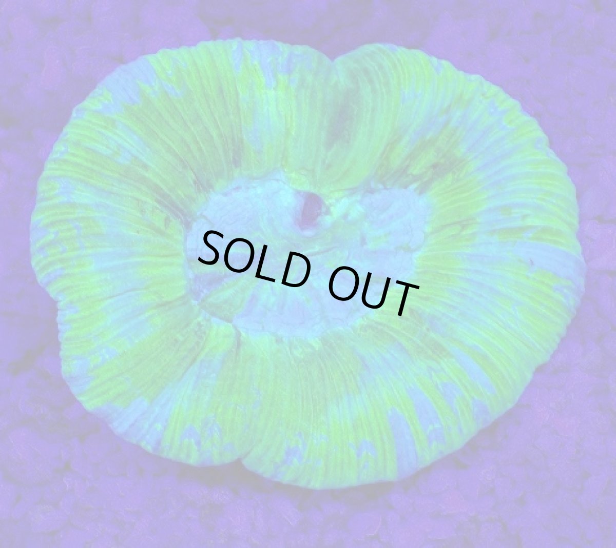 画像2: No.4 オーストラリア産 オオバナサンゴ ブルーグリーン (2)