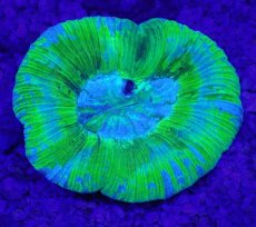 画像2: No.4 オーストラリア産 オオバナサンゴ ブルーグリーン (2)