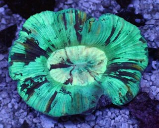 オオバナ を買うならアクアスタイルユー｜大阪からサンゴを全国に販売