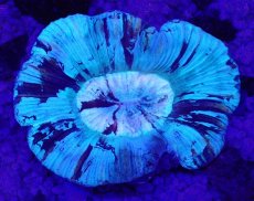 画像2: No.5 オーストラリア産 オオバナサンゴ レッドコア (2)